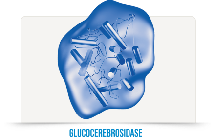 Glucocerebrosidase enzyme